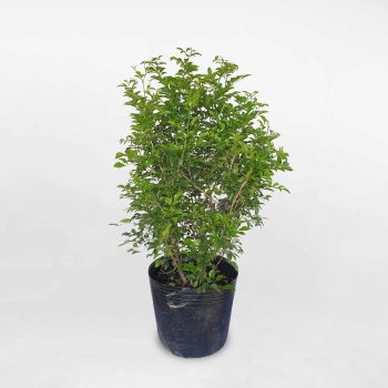 Cây nguyệt quế bầu đất